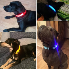 LED Collar